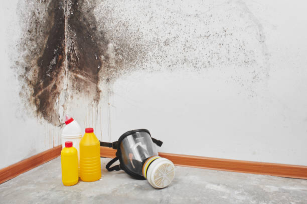 Best Health and Safety Mold Remediation in Bolivar Peninsula, TX