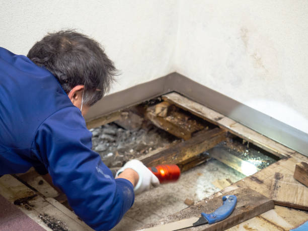 Best Attic Mold Remediation in Bolivar Peninsula, TX