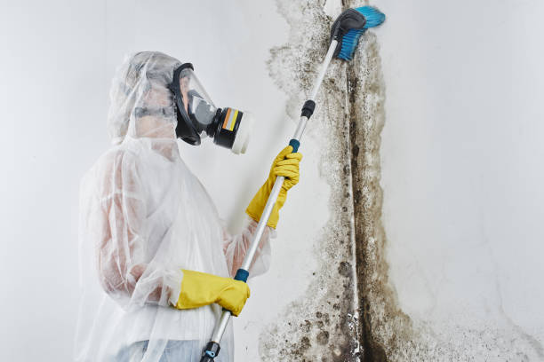 Best Attic Mold Remediation in Bolivar Peninsula, TX
