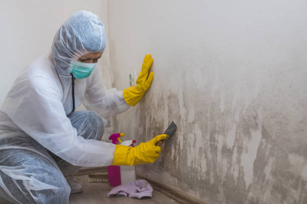 Best Post-Flood Mold Remediation in Bolivar Peninsula, TX