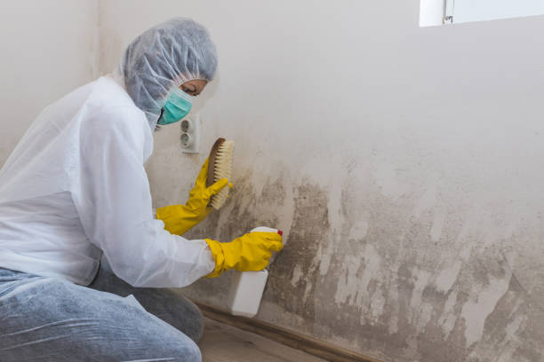 Best DIY Mold Remediation Support Services in Bolivar Peninsula, TX