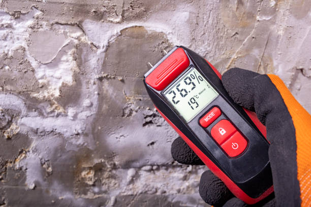 Best White Mold Remediation in Bolivar Peninsula, TX