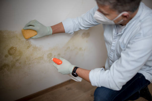 Bolivar Peninsula, TX Mold Remediation Company