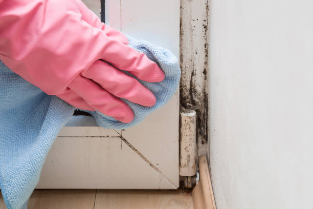Best Basement Mold Remediation in Bolivar Peninsula, TX